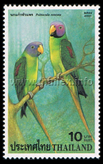 Thai Parrots