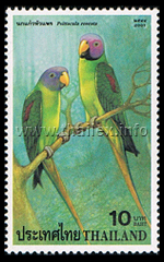 Psittacula roseata (Blossom-headed Parakeet)