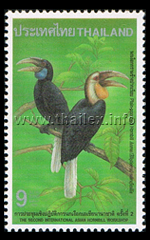 Plain-pouched Hornbill (Aceros rhyticeros)