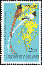 Asian Paradise Flycatcher (Terpsiphone paradisi)