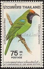 Golden-fronted Leafbird (Chloropsis aurifrons)