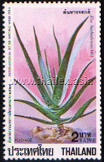 International Letter Writing Week - Thai Medicinal Succulents