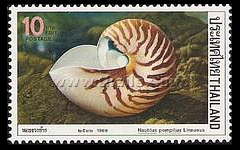 Chambered Nautilus (Nautilus pompilius)