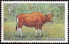 Banteng (Bos javanicus)