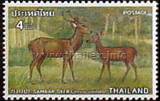 Sambar Deer (Cervus unicolor)