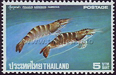 Tiger Prawn (Penaeus monodon)