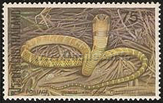 King Cobra (Ophiophagus hannah)