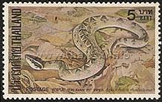 Malayan Pit Viper (Calloselasma rhodostoma)