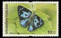 Blue Gem (Poritia erycinoides)