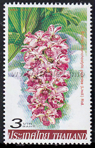 Rhynchostylis gigantea Lindl. (Ridl.)