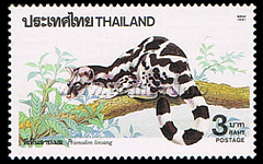 Banded Linsang (Prionodon linsang)