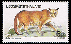 Asian Golden Cat (Pardofelis temminckii)