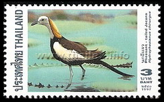 Pheasant-tailed Jacana (Hydrophasianus chirurgus)