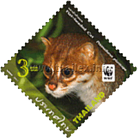 Flat-headed Cat (Prionailurus planiceps)