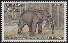 Asian Elephant