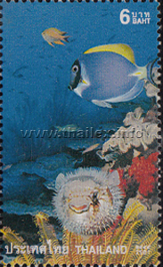 Powderblue Surgeonfish and Spiny Balloonfish