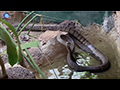 Oriental Rat Snakes Mating