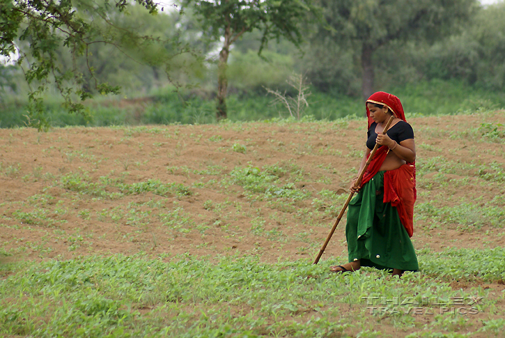 Farming The Field, Mandawa (India)