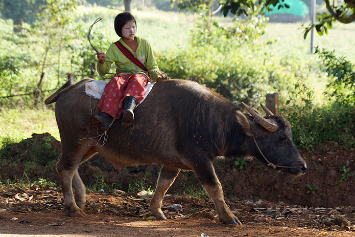 Buffalo Ride