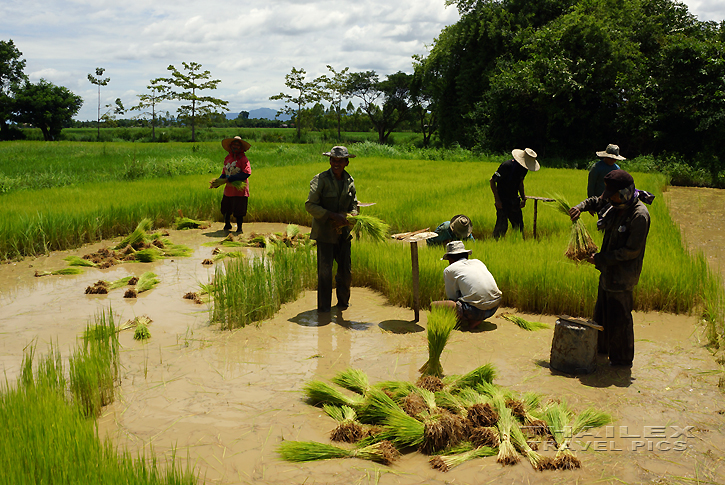 Rice Farming