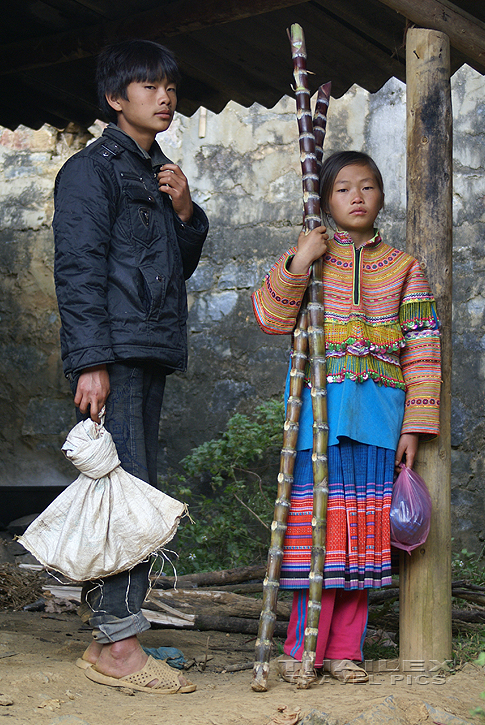 Flower Hmong Market, Can Cau (Vietnam)