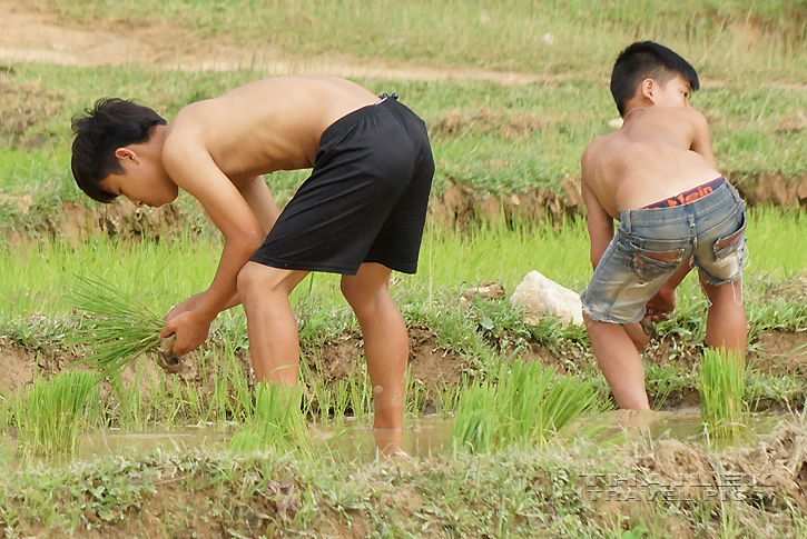 Transplanting Paddy