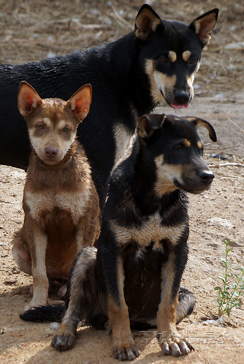 Dog Family, Buon Jun (Vietnam)