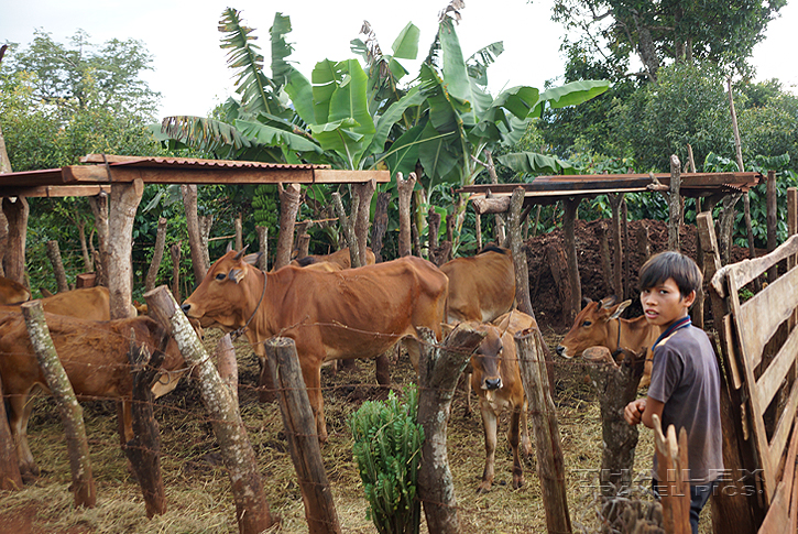 Gia Rai Boy with Zebu