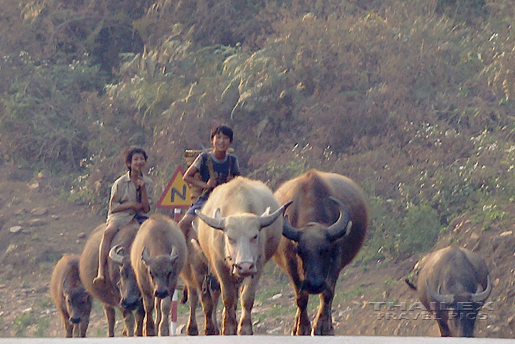 Buffalo Boys, Lai Chau (Vietnam)