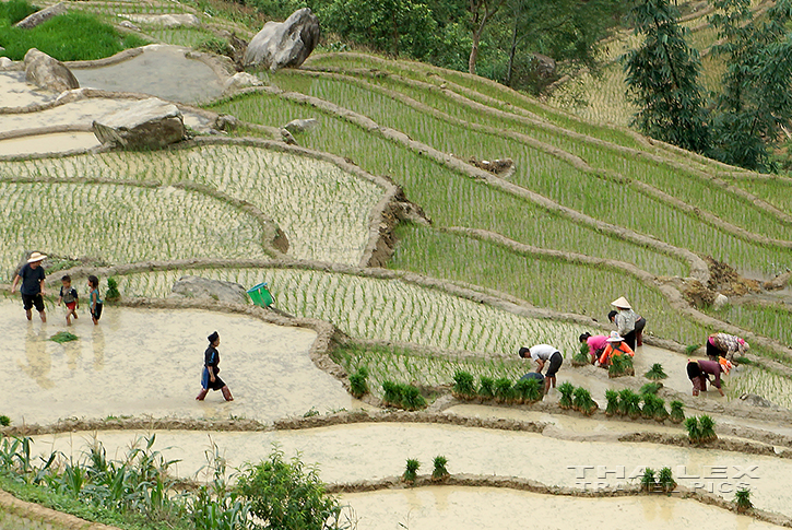 Rice Terraces