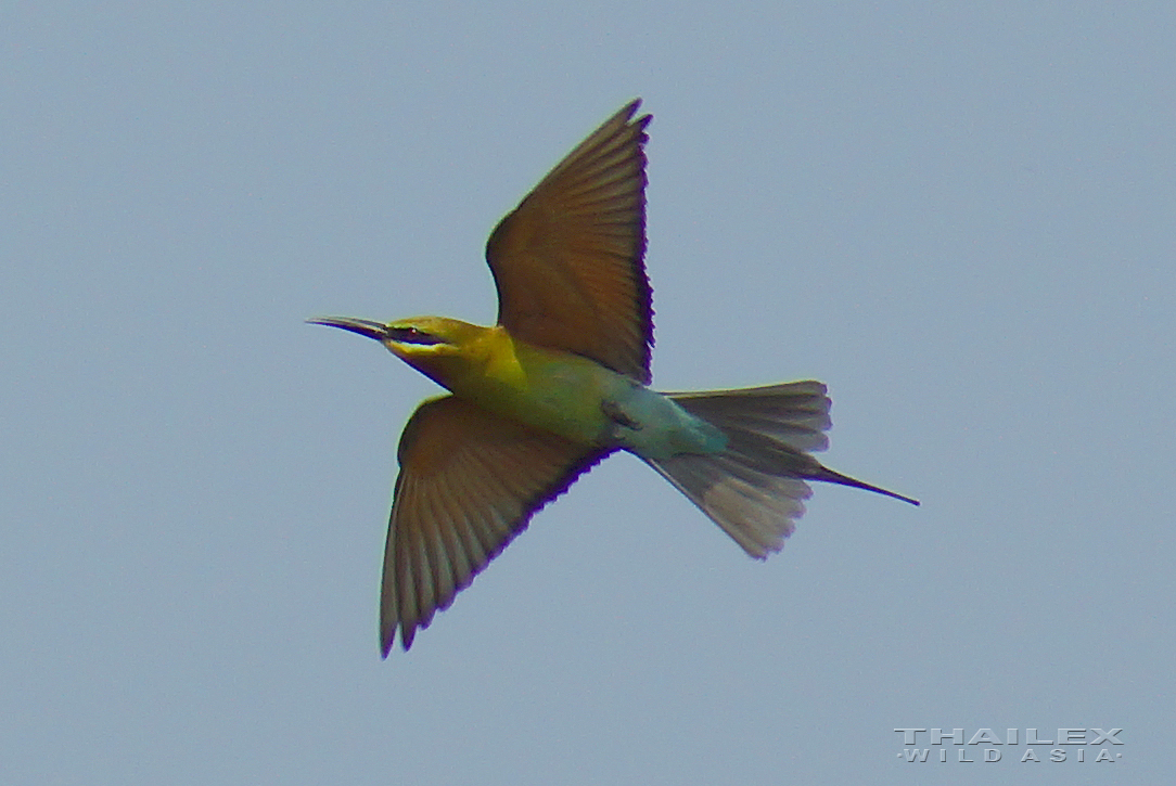 Little Green Bee-eater