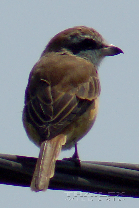 Brown Shrike