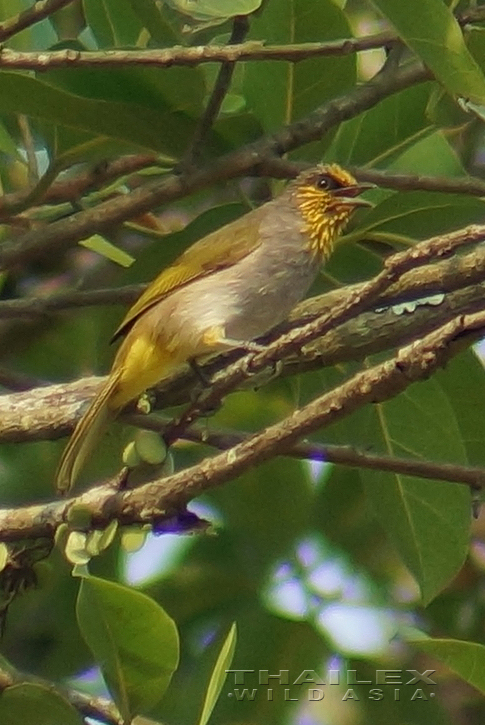 Stripe-throated Bulbul