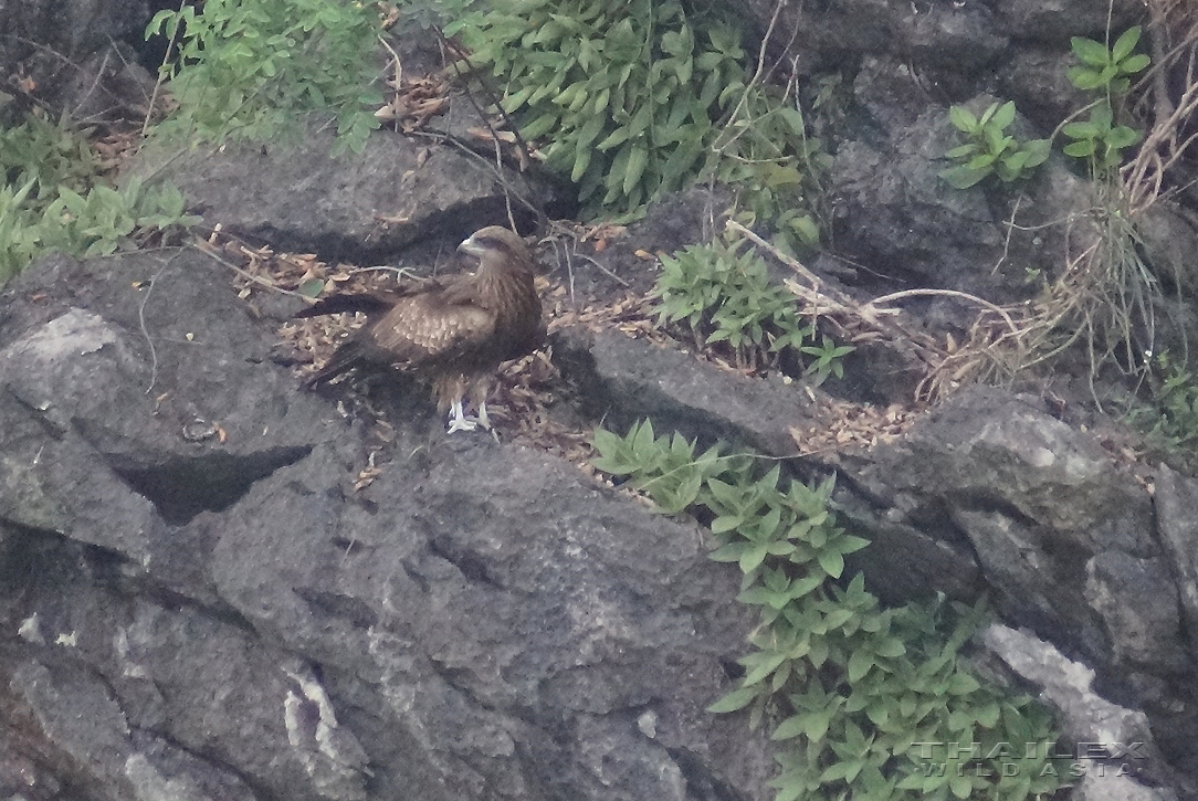 Black-eared Kite