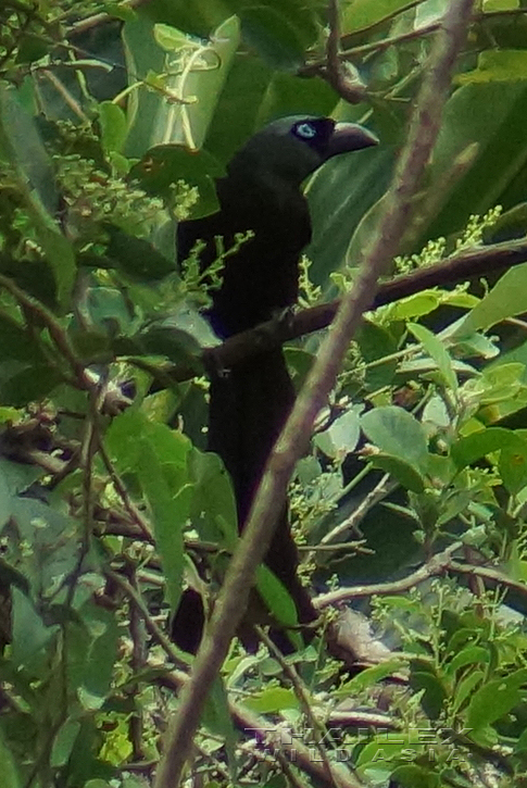 Blue-faced Malkoha