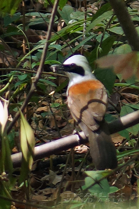 White-crested Laughingthrush