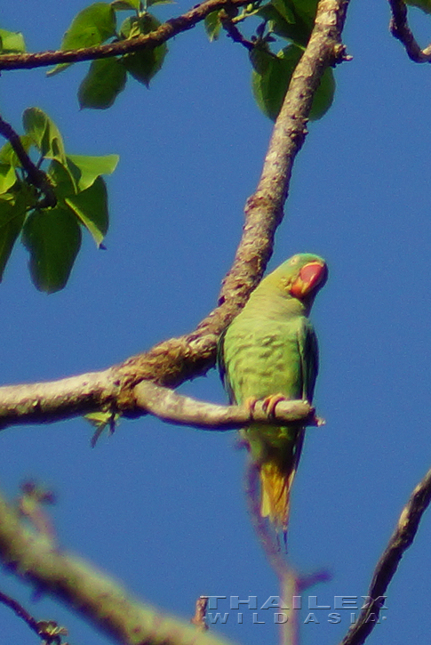 Siamese Alexandrine Parakeet