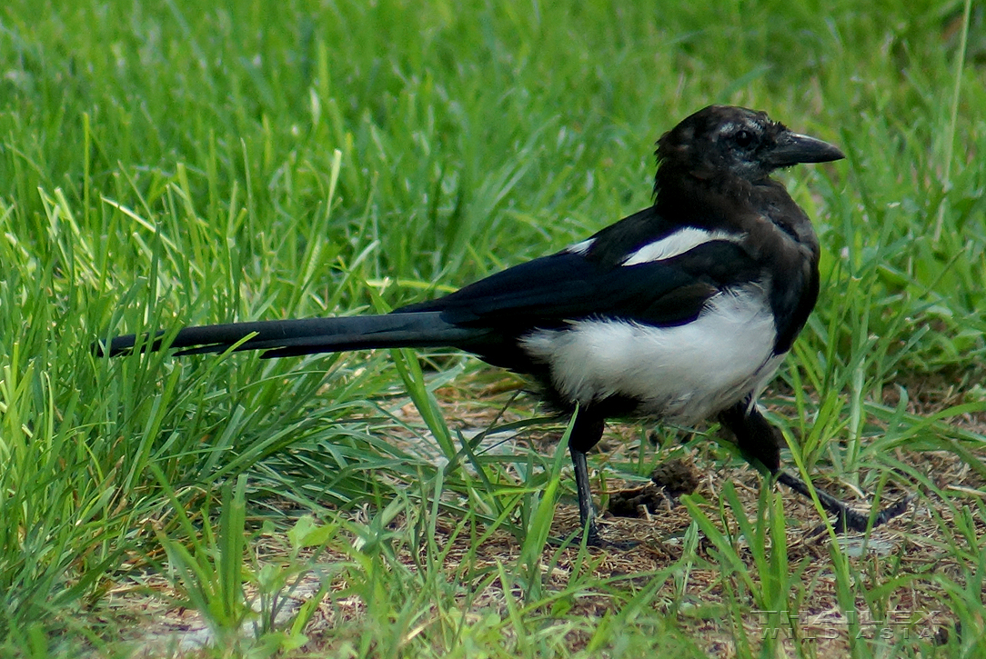 Oriental Magpie