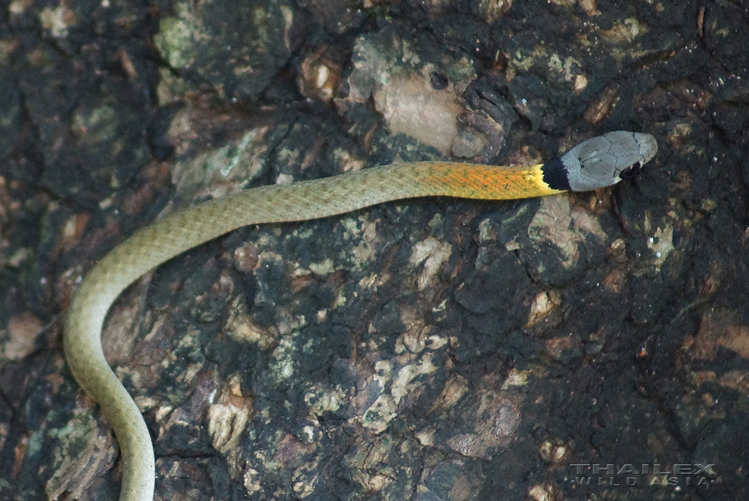 Red-necked Keelback
