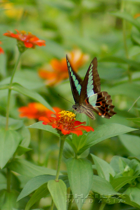 Common Bluebottle