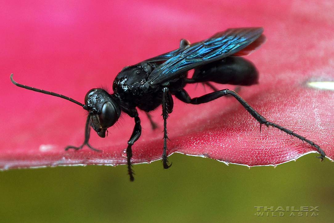 Mud Dauber