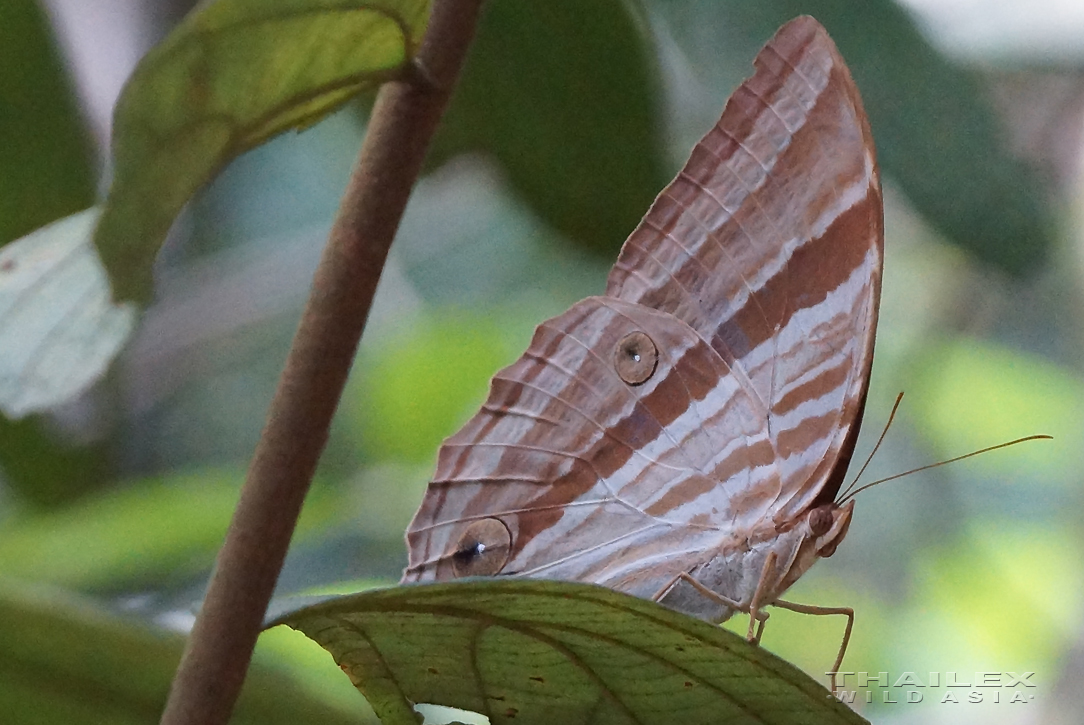 Common Palmking