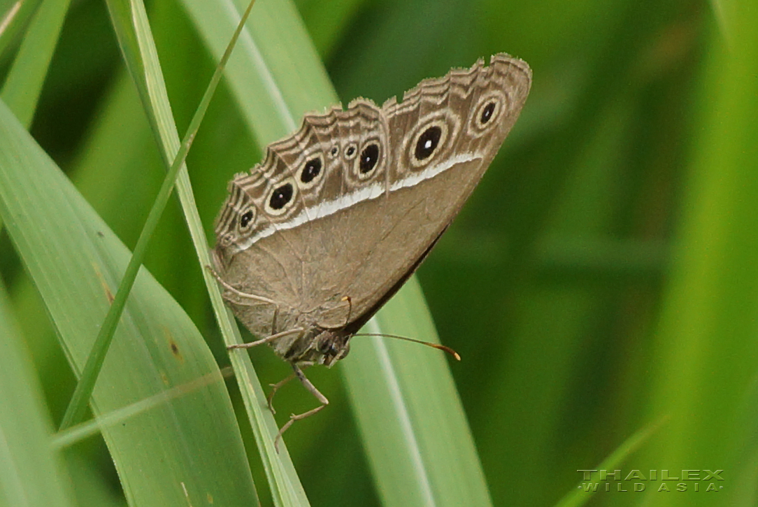 Dark-brand Bushbrown