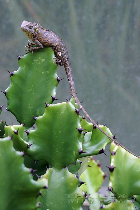 Garden Fence Lizard