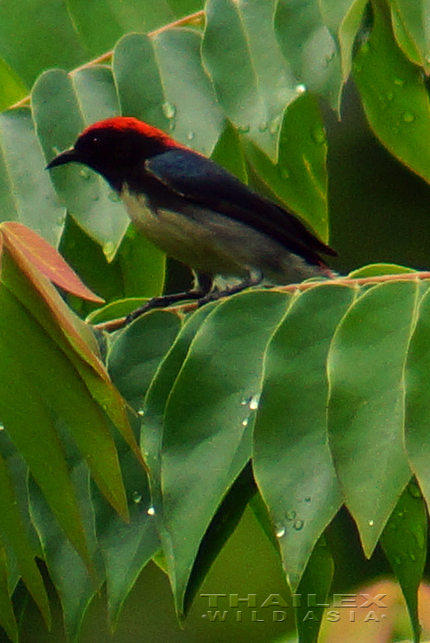 Scarlet-backed Flowerpecker