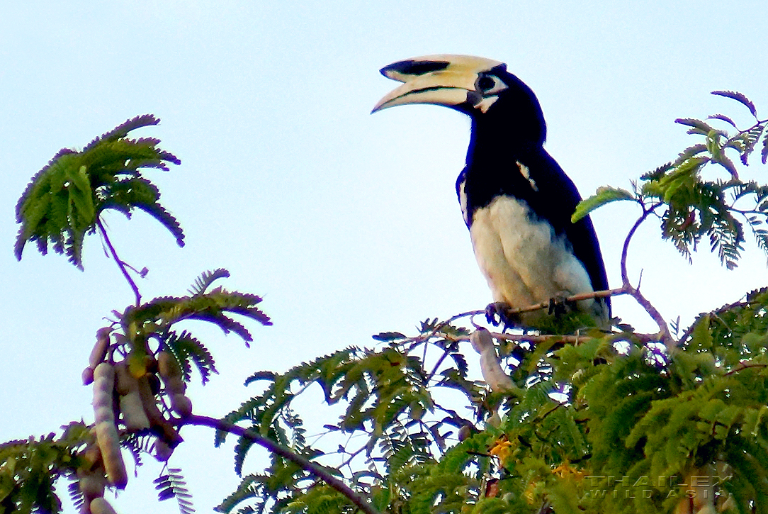 Oriental Pied Hornbill