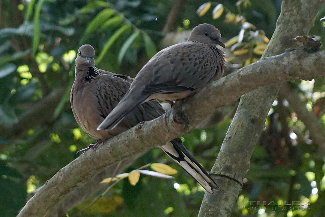 Spotted Doves