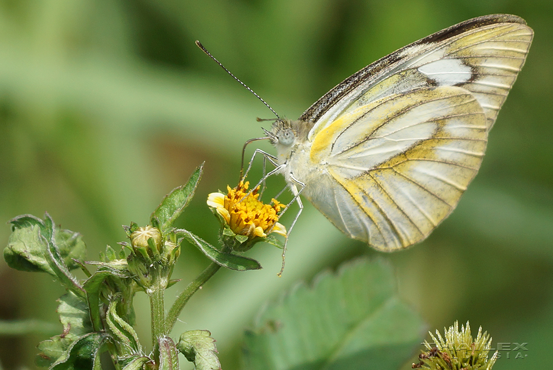 Striped Albatross