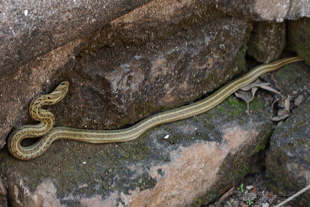 Buff-striped Keelback