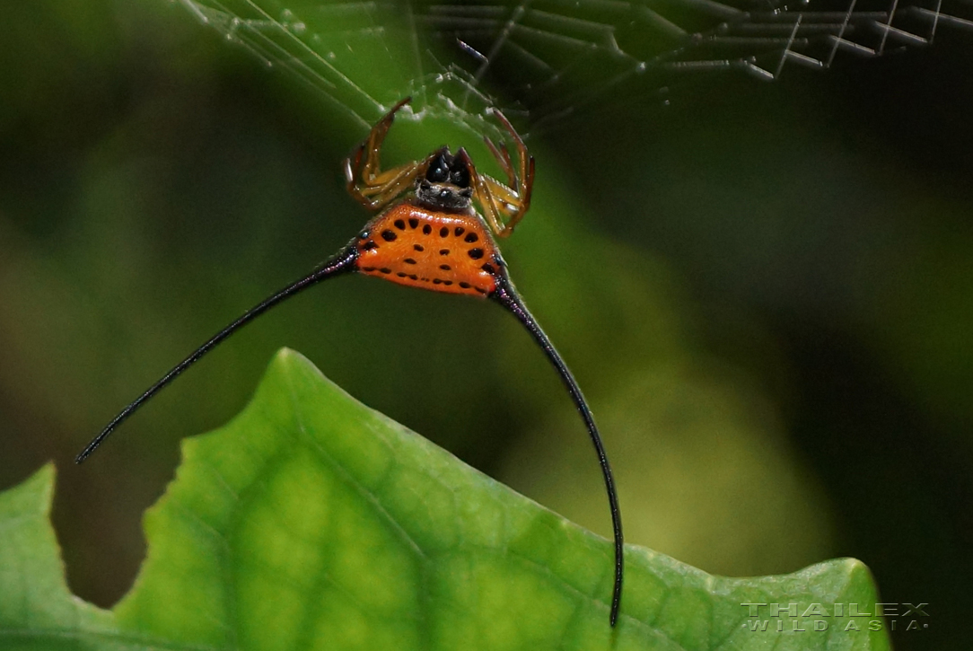 Long-horned Orb-weaver